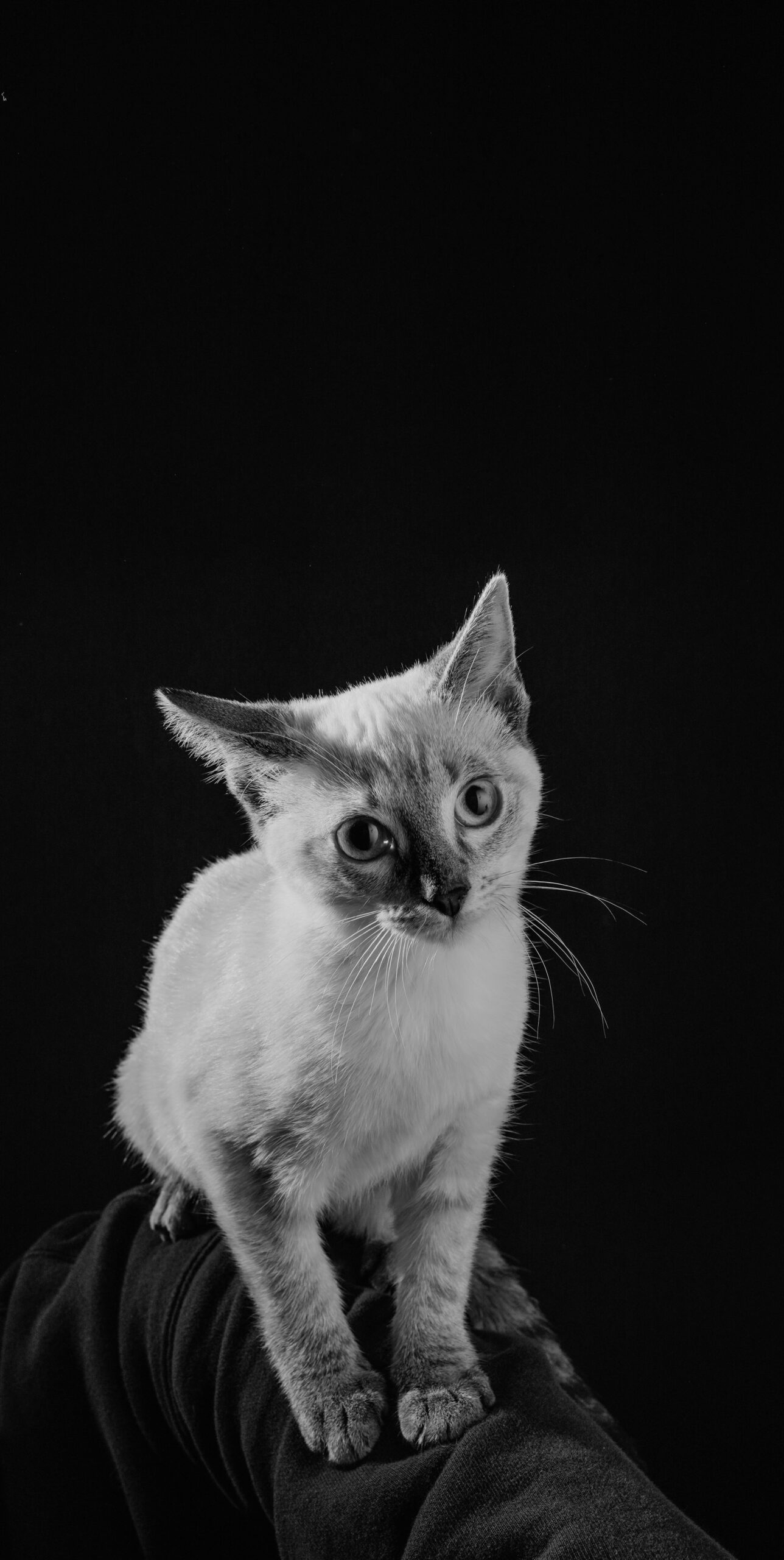 _DSC4929